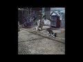 😆 Best Cats Videos 🐱 Funniest Animals 2024 🐈