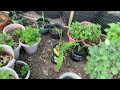 Garden: Sweet porato slips, purple asparagus, grape plants