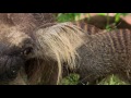 Banded Mongoose | Amazing Animals