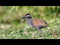 Real Barred Rail call (Huni ng Tikling)