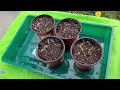 Growing Tall Tomato Seedlings Quickly