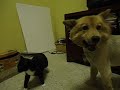 Male Dog Humps Male Cat (Part III)