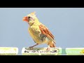 20. Cat TV Hours of Close-up Birds feeding - NO Interruptions #CATTV