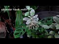 Oleander Hawk Moth and Cetoniinea Beetle (fruit and flower chafer)