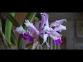 Orchid Collection Update - Spring 2019