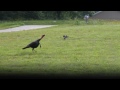 Cat Stalks Turkey