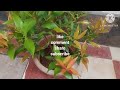 Eugenia plant care in tamil with English subtitles