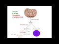 Fatty Acid Synthesis