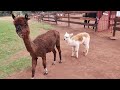 The Donkey Dairy: A Unique Farm Experience in South Africa | Space for Nature #naturelovers #donkey