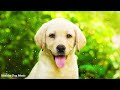 RELAX MY DOG MUSIC!!  🐶 Separation Anxiety Music for Dogs