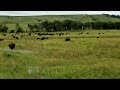 3 feet away from a buffalo (close call!)