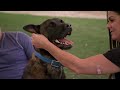 How To Calm A Belgian Malinois Dog | Dog Nation Episode 7 - Part 3