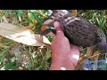 Expanding  Pellet Versus Wild Doves | West Hunter Scope, Gaano Kalinaw?