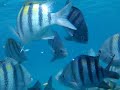 Snorkeling in Chankanaab in Cozumel, Mexico