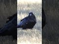 Raven.🧡 Birdwatching Arizona Sonoran Desert Grasslands.  Bird watching AZ. #wildlife #birdlife