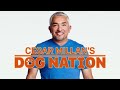Fix Dog Separation Anxiety | Dog Nation Episode 7 - Part 2