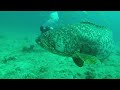 big grouper