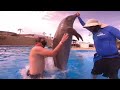 Diving with a Dolphin 🐬 in Los Cabos