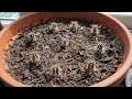 Taking a look at my other, neglected cactus collection