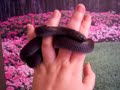 Kingsnake ready to shed