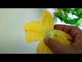 Complete Tutorial On Ash Gourd //How To Grow Organic Ash Gourd In Grow bag Or Pot At Home Garden