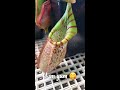 Pitcher plant eating insect