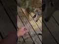 Coyote vs. Raccoon vs. pitbull!!!#weavethecoyote #johnnyringtail #duckholliday #raccoon #coyote