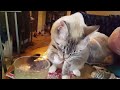 FUNNY CATS COMPILATION - Try Not to Laugh !