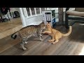 Two Cats Fighting