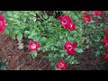 It’s A Breeze™ Groundcover Rose - Repeat Red Flowers All Season
