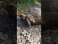 Gezintiye çıkmış bir kaplumbağa 🐢🐢