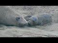 Northern Elephant Seal Live Birth 1/4/2021