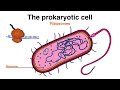 Structure and Function of a Prokaryotic Cell (Bacteria)