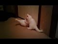 White kittens playing