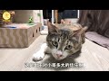 喂了一只流浪猫，它大着肚子找上门，还把刚出生的小猫送给好心人