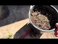 PROPAGATE creeping phlox : SOFTWOOD CUTTINGS || Get unlimited FREE Plants