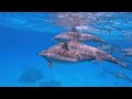 The Colors of the Ocean 4K ULTRA HD - The Best 4K Sea Animals for Relaxation & Calming Music