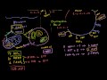 Krebs / citric acid cycle | Cellular respiration | Biology | Khan Academy