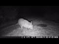 TrailCam 10/6/24 Essex Garden