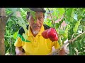 PANEN TABULAMPOT JAMBU DALHARI - Rochmani Mudi #farmer #tabulampot #fruit #buah