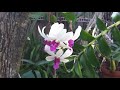 Orchids blooming in Florida summer
