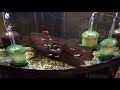 Pleco feeding frenzy