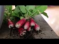 french breakfast radish harvest!