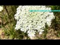 Queen Anne’s Lace Flowers In My Yard💐මගේ වත්තෙ කුයීන් ඈන් ලේස් මල්💐 @DimsKitchenplusJourney