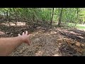 How to plant the The Ultimate Micro food plot for deer