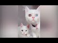 Funniest Animals 2023 😂 Funny Cats and Dogs Videos 😺🐶 Part 521