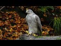 Female captive goshawk calling, wild raptor responds