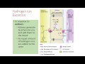 Fluid, Electrolyte, and Acid Base Balance