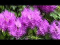 Relaxing Rain Sound/gentle rain on flowers#rain#relaxing#relaxingsounds#