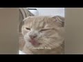 🤣 Funniest Cats and Dogs Videos 🤣 Funniest Animals 🐈🐱
